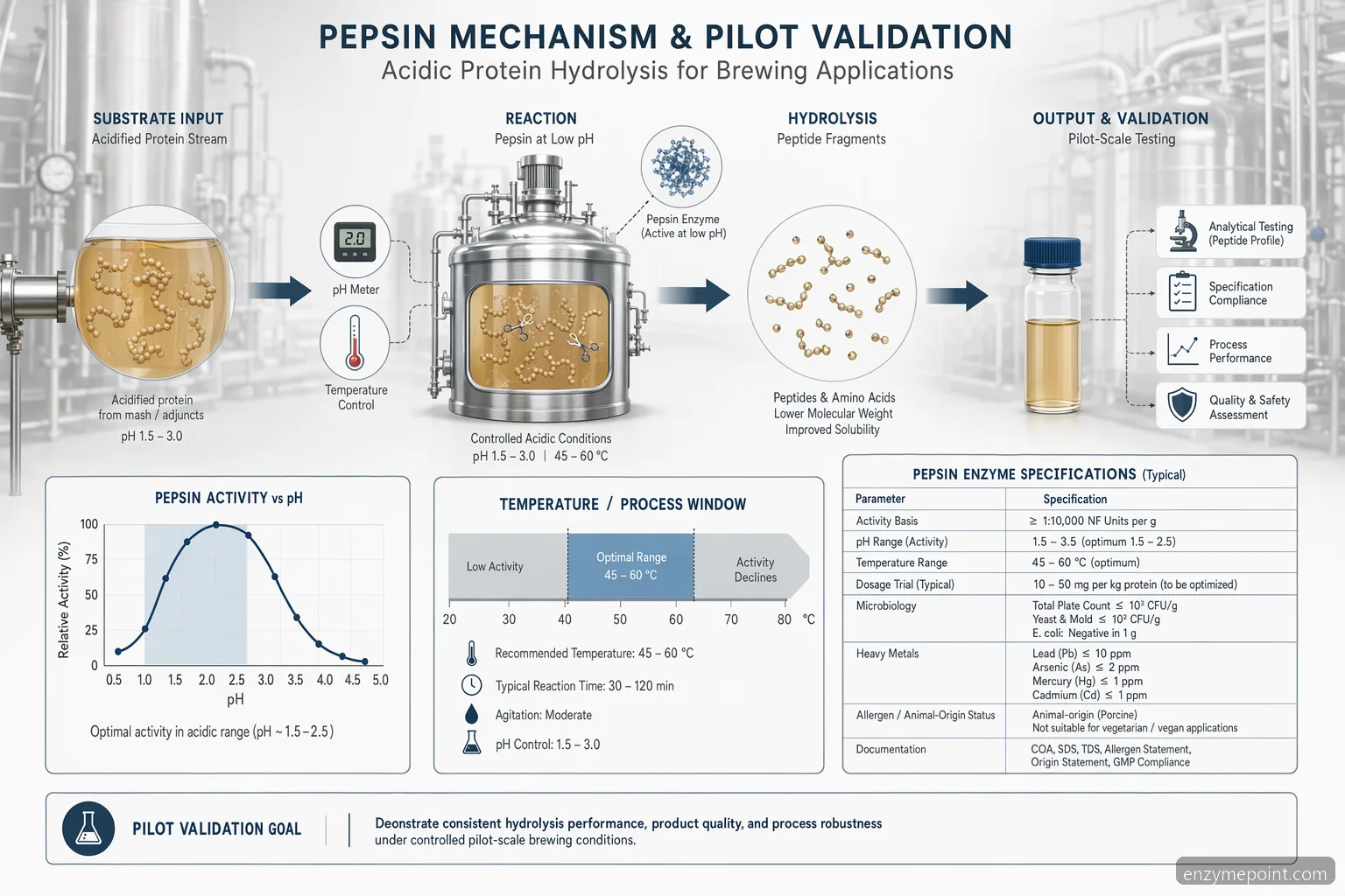 Brewing Pepsin Enzyme: Specification Checklist for Brewing Buyers showing acidic pH hydrolysis and pilot-trial controls.