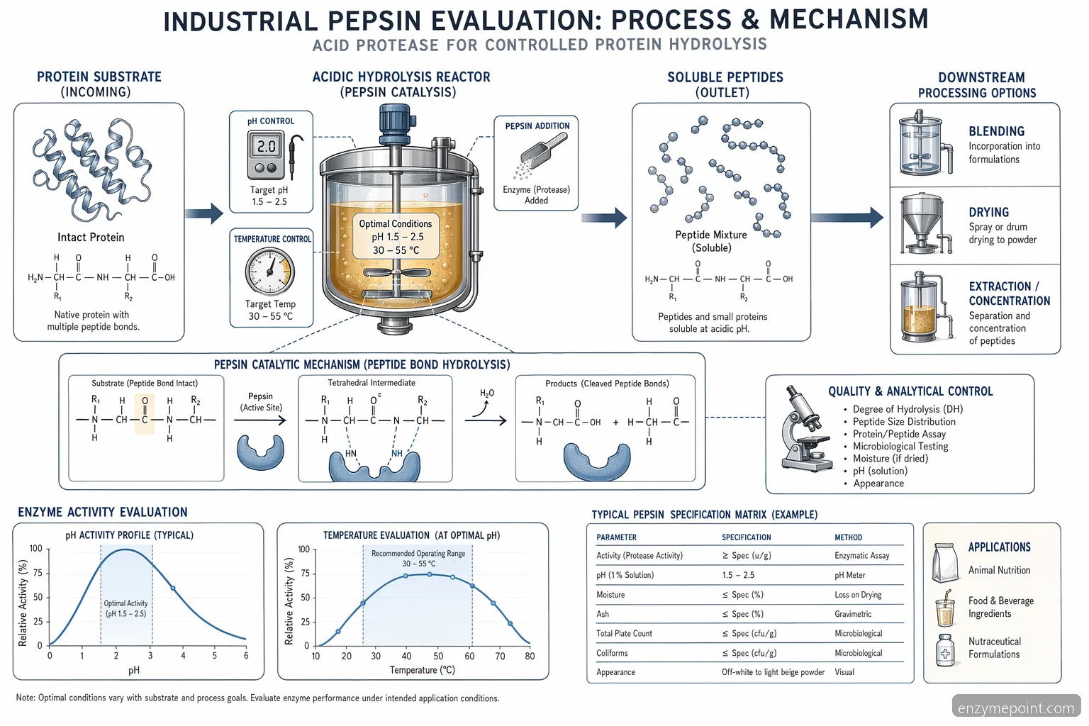 digestive enzyme formula containing pepsin protease amylase and lipase a pepsin mechanism diagram for acidic protein hydrolysis
