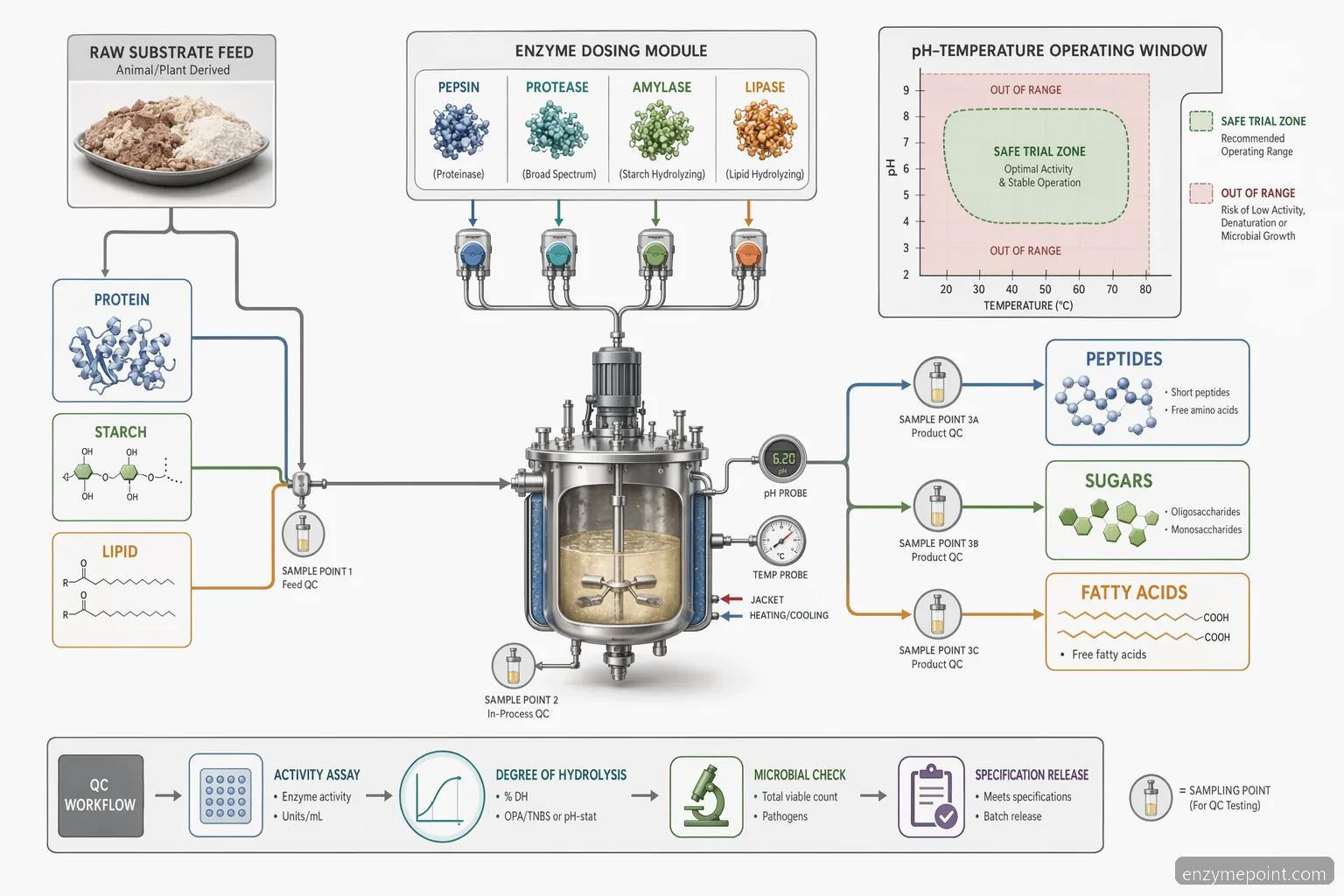 digestive enzyme formula containing pepsin protease amylase and lipase process guide: substrate flow and QC checkpoints