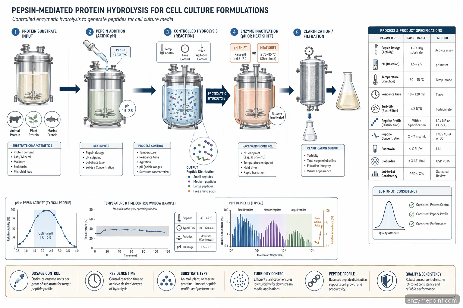 pepsin enzyme for cell culture process diagram mapping acidic hydrolysis, heat inactivation, filtration, and lot QC