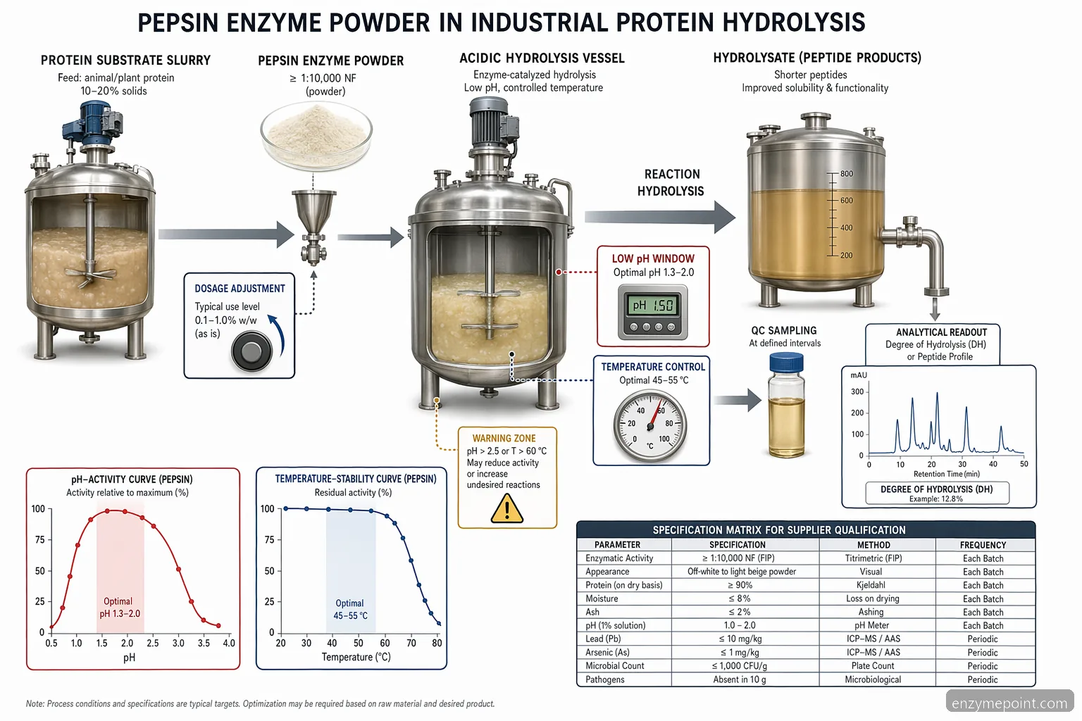 pepsin enzyme powder hydrolysis diagram showing protein breakdown, pH range, temperature limits, and QC checkpoints