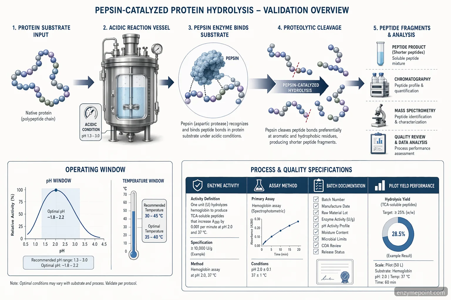 pepsin enzyme powder in aliexpress protein hydrolysis diagram with acidic pH, temperature, substrate, and peptide output