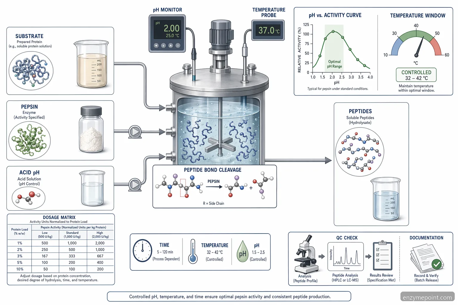 pepsin for protein hydrolysis dosage pH and temperature diagram of acidic enzyme action and peptide release