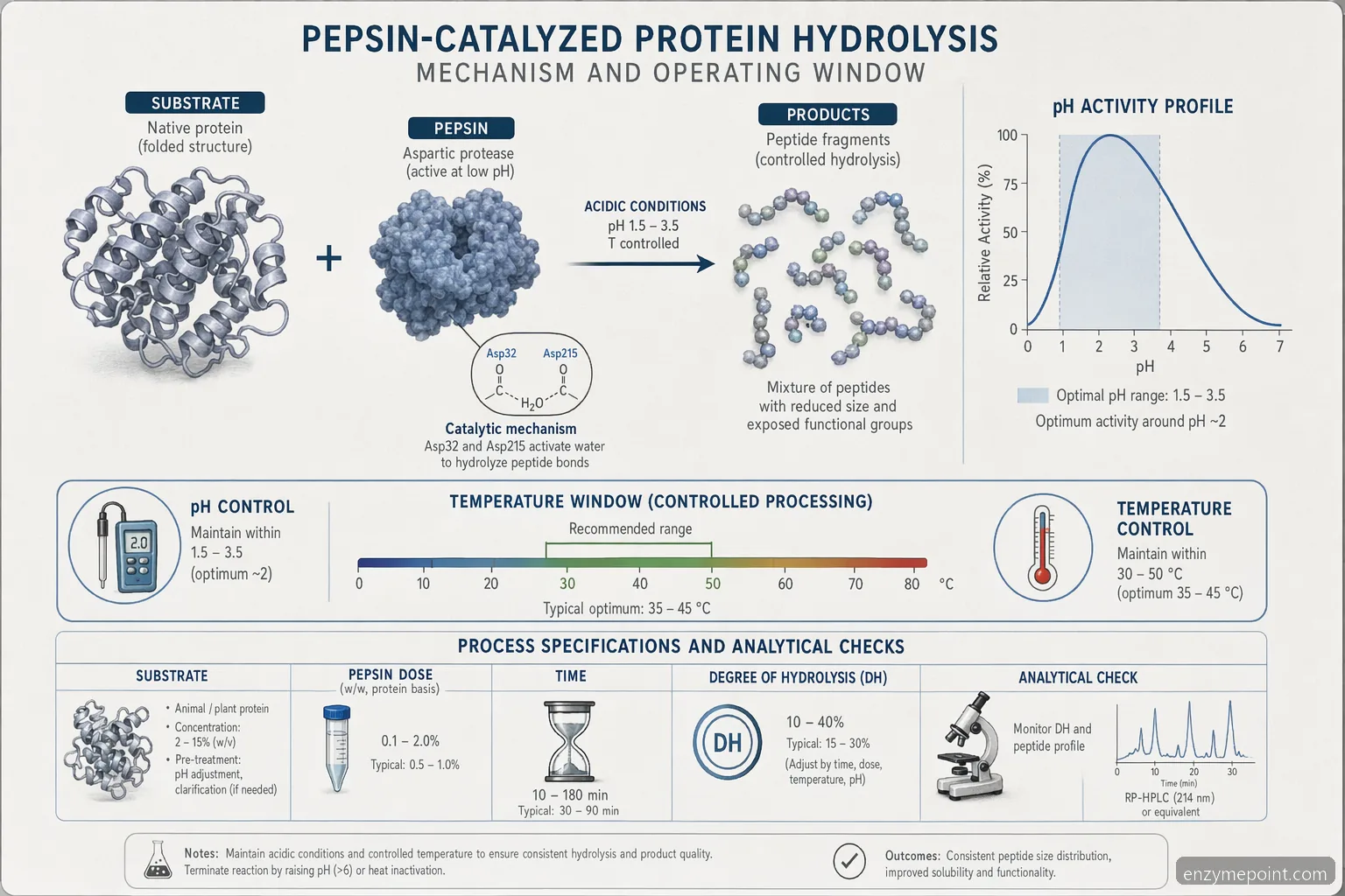the enzyme pepsin hydrolysis process diagram shows protein cleavage, acidic pH activity, temperature, and QC checks