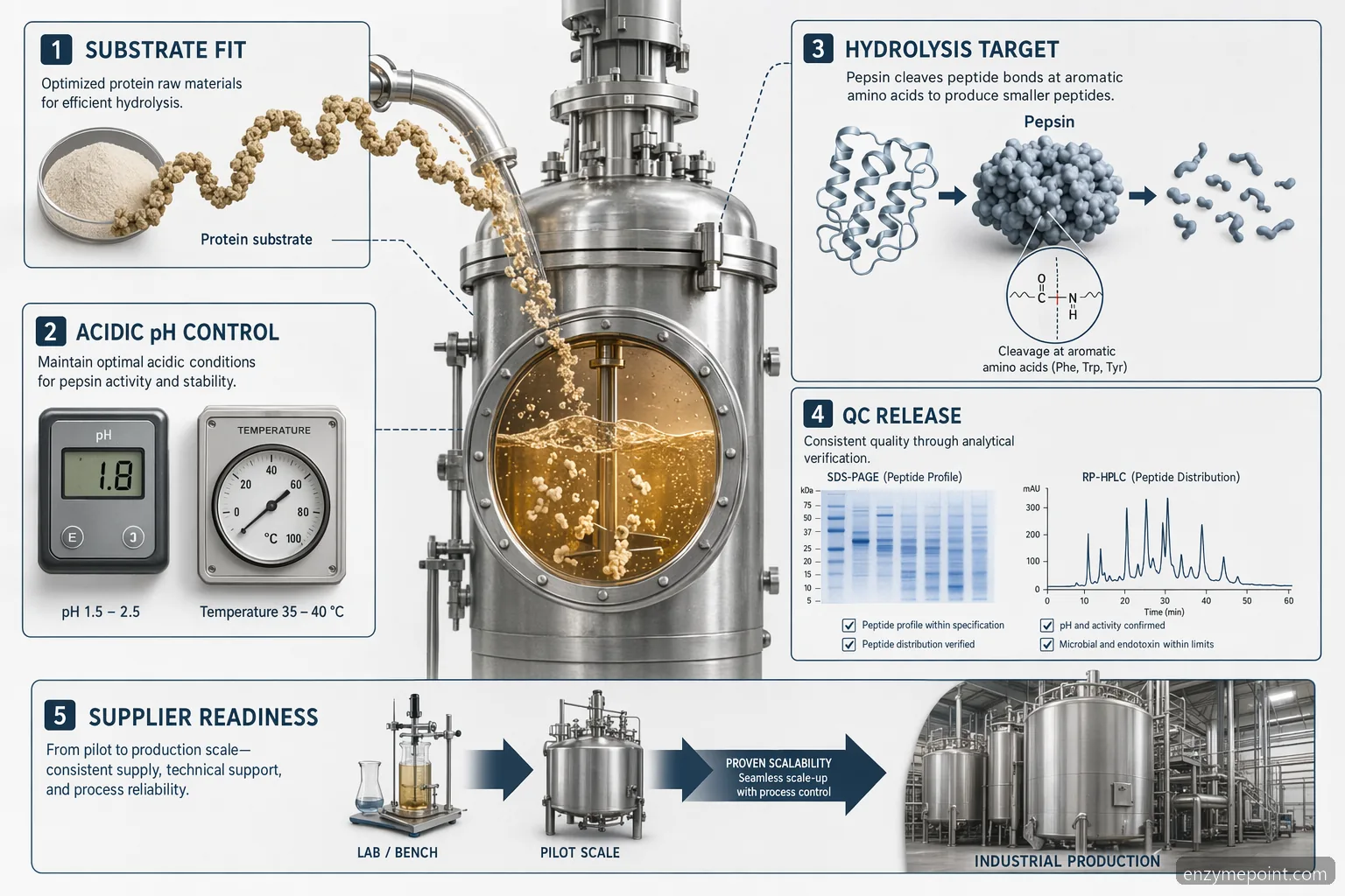 the enzyme pepsin hydrolysis industrial protein processing infographic shows pH control, QC, scale-up, and suppliers